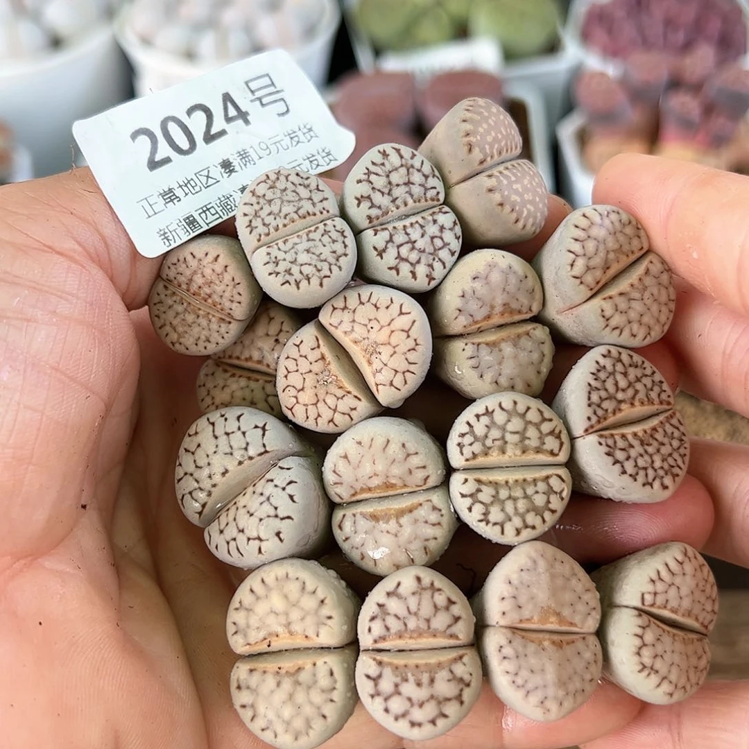 好养易活生石花大母本2024