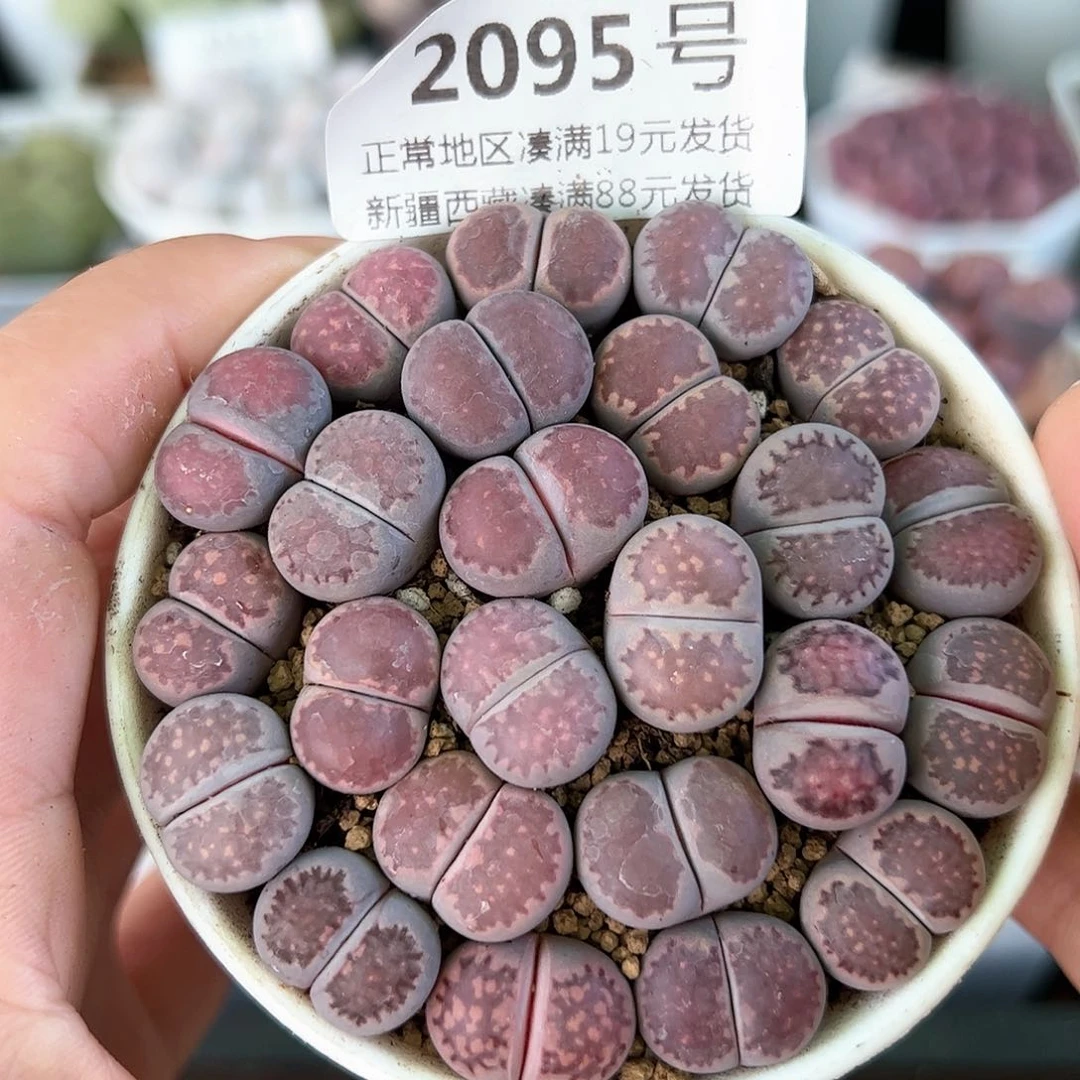 好养易活生石花大母本2095