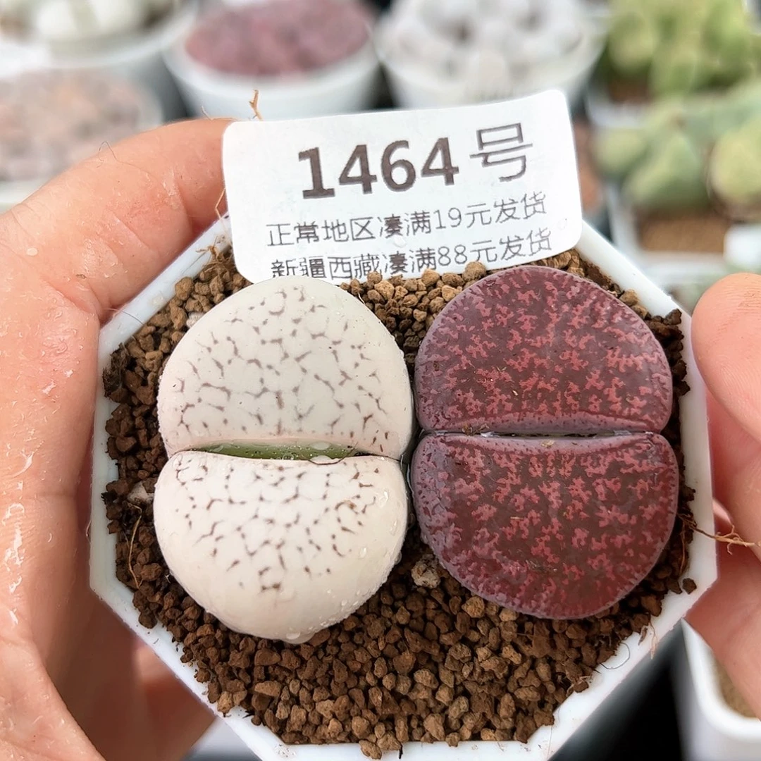 好养易活生石花大母本1464
