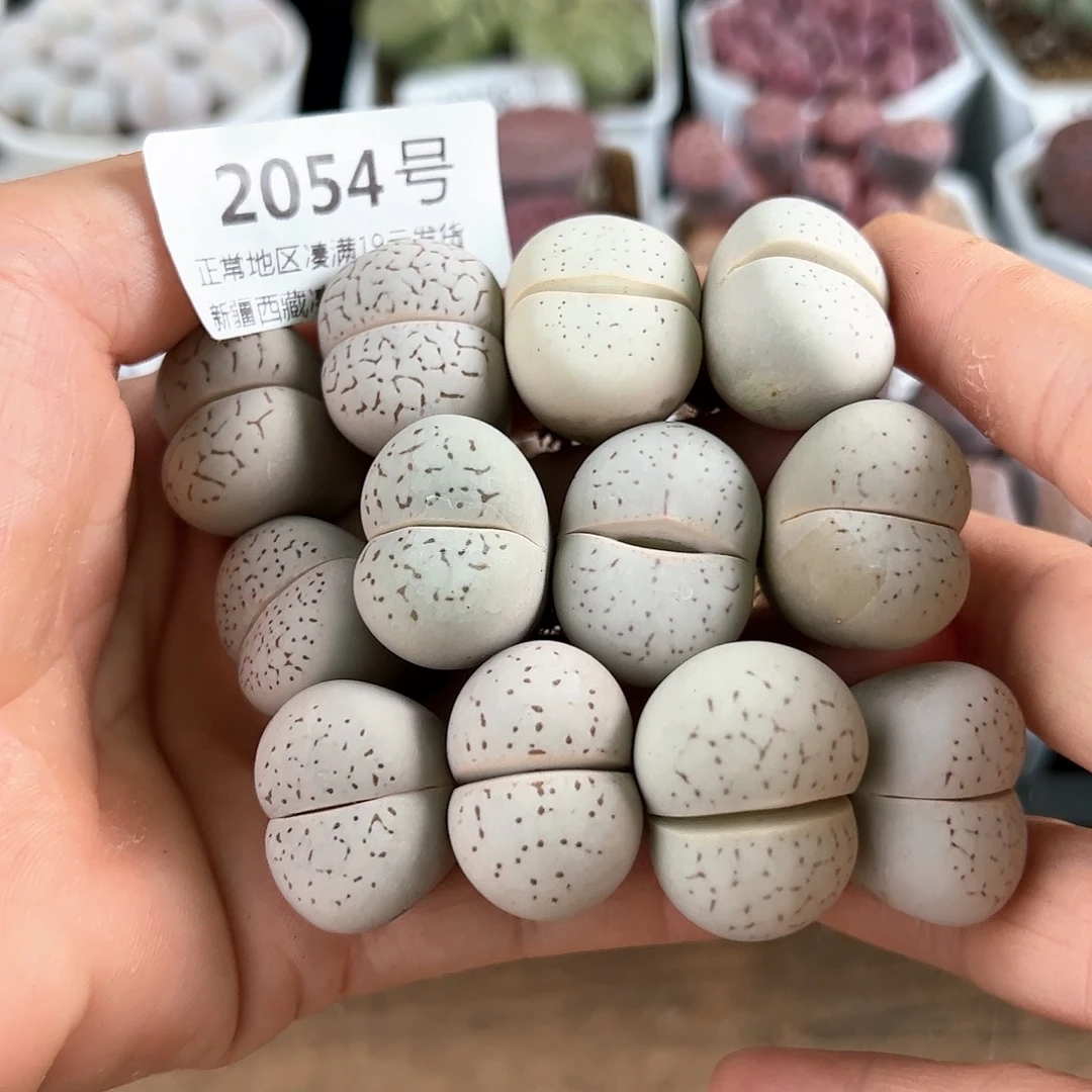好养易活生石花大母本2054