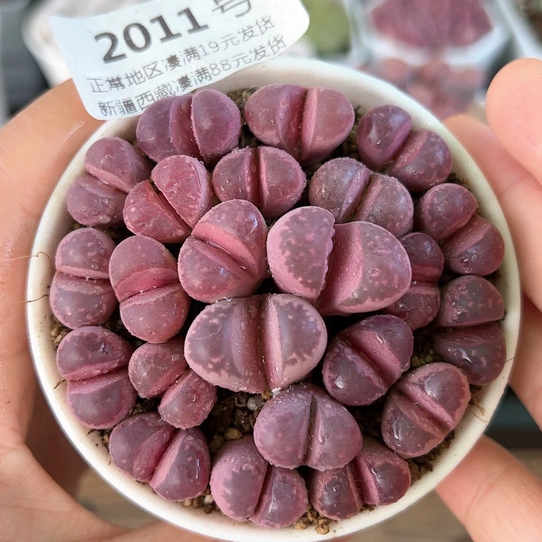 好养易活生石花大母本2011