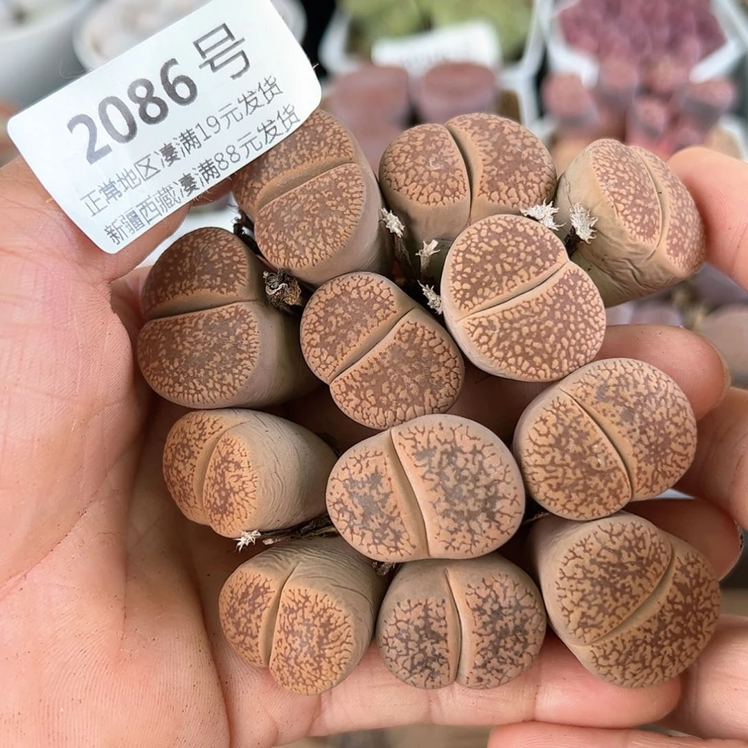 好养易活生石花大母本2086红日轮6颗