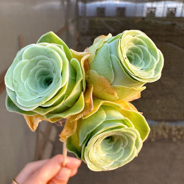 山地玫瑰小玉杂交多肉，尺寸1CM，共三颗，单头