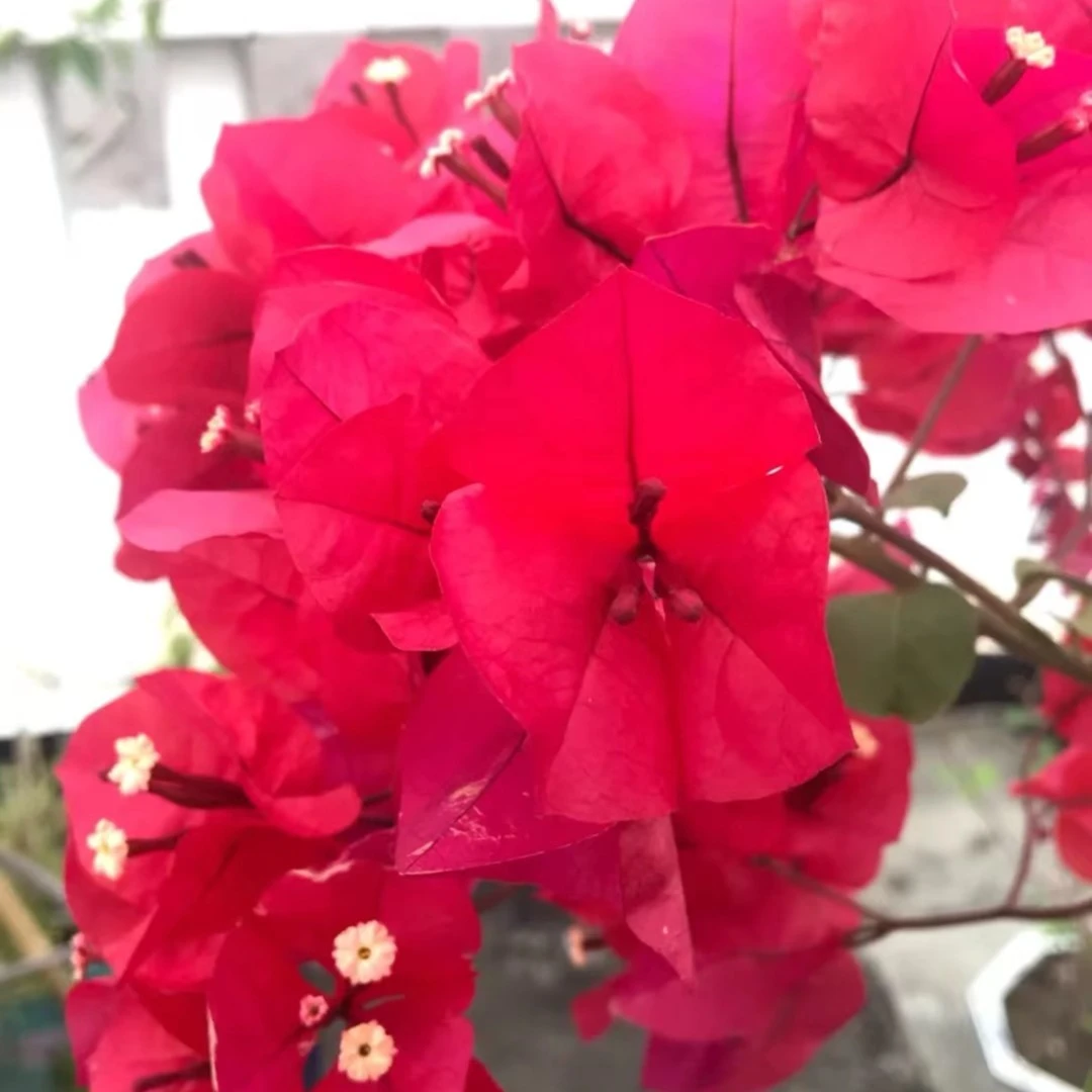 中国红三角梅绿植鲜花盆栽基地直发阳台庭院走廊趣味红色春季冬季