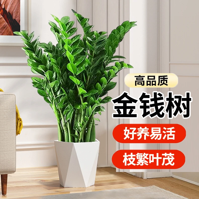 【基地直销】210金钱树盆栽植物70-80cm 室内招财客厅绿植四季花卉