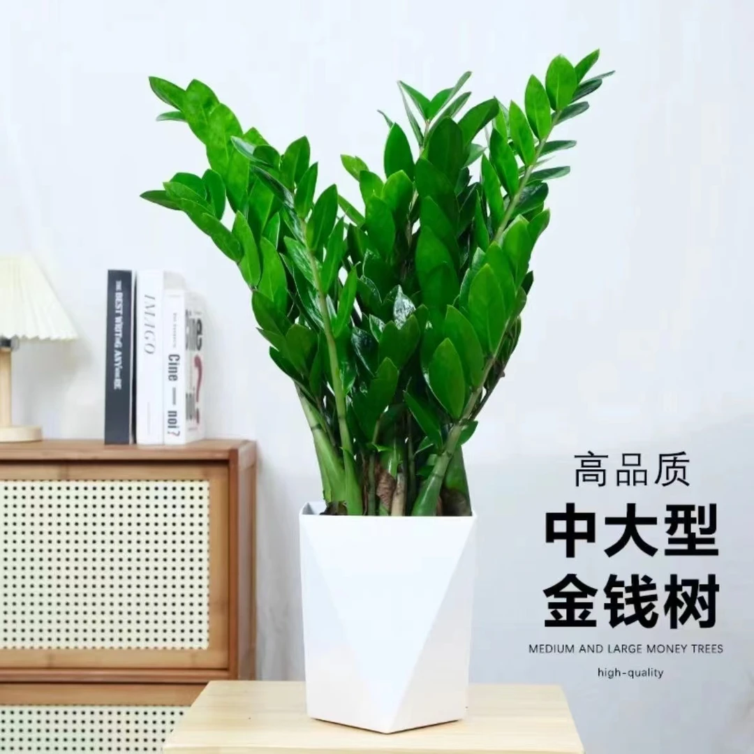 （基地直发）老庄金钱树苗室内客厅办公室好养易活植物70-80公分
