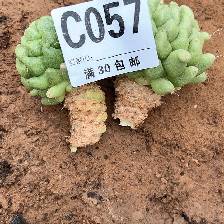 (****)仙人球 仙人球 仙人球