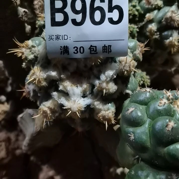 碧**酥965号链接仙人球的花友