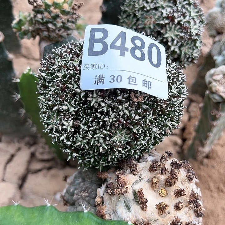 长****业仙人球，。  ，。