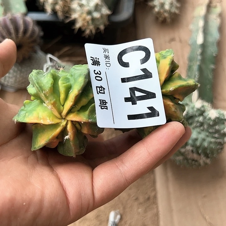 海*仙人球。仙人球 仙人球