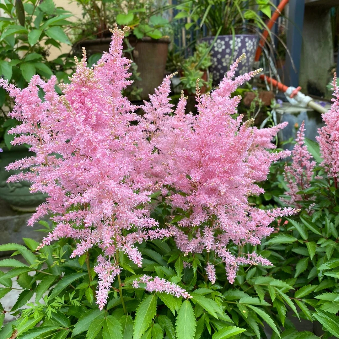 进口落新妇种球裸根苗进口络新妇种球开庭院宿根耐寒耐阴花