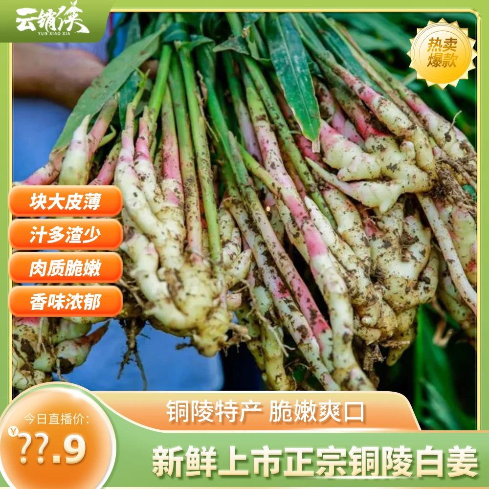 【其他地区拍】铜陵八宝正宗新鲜上市铜陵白姜姜指饱满鲜嫩汁多渣少