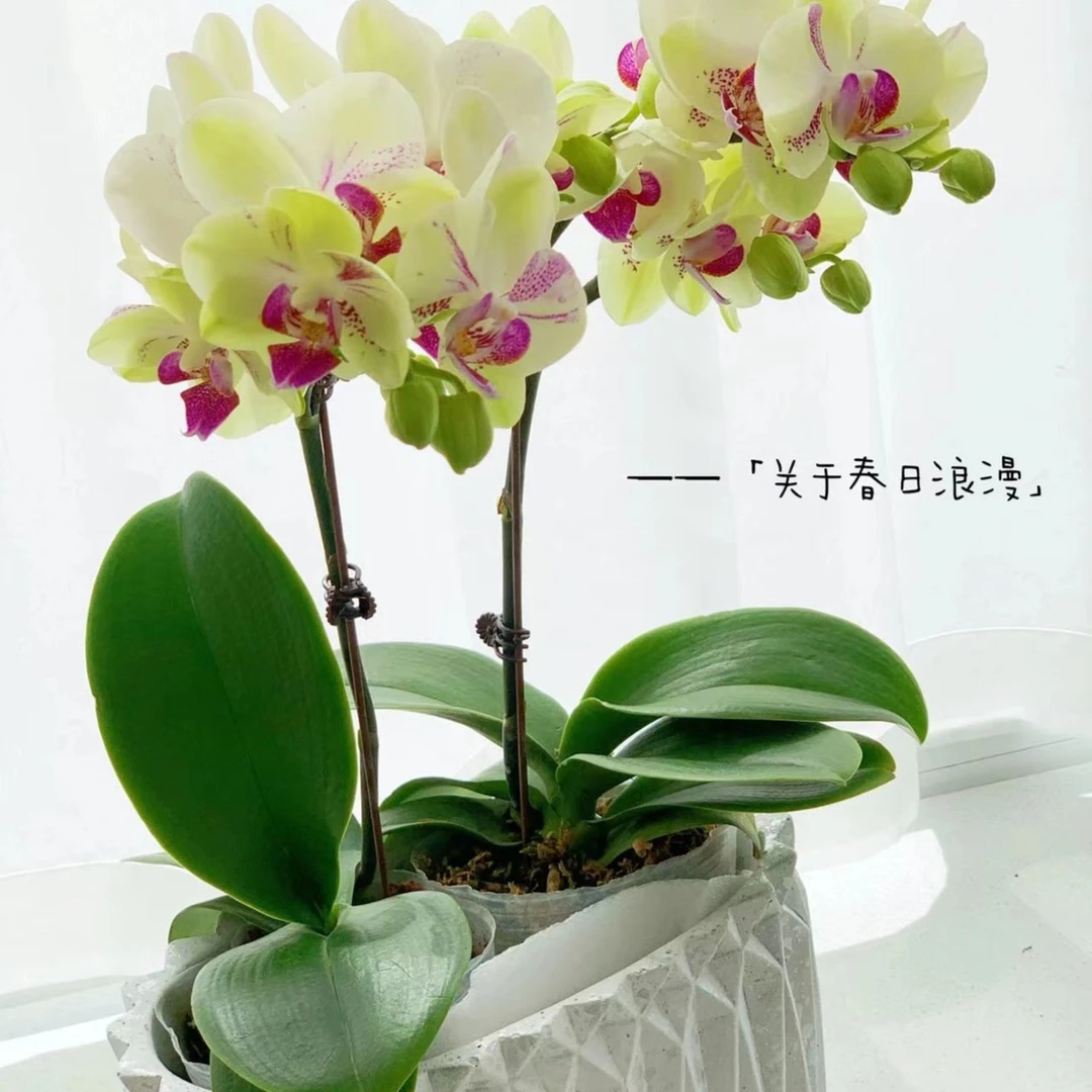 2.8杯  绿熊蝴蝶兰 无花剑秋季张花剑