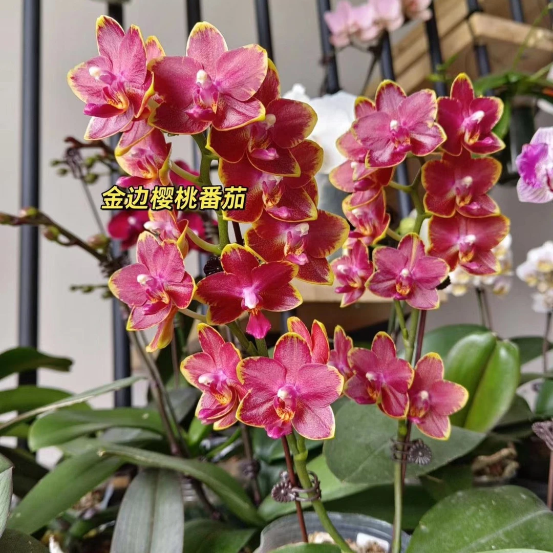 3~6个花剑 3.0金边樱桃番茄蝴蝶兰