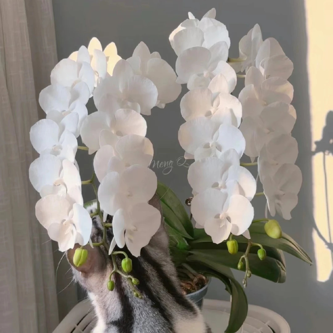 3个花剑 贵族品种  爆花机器【白天鹅】蝴蝶兰