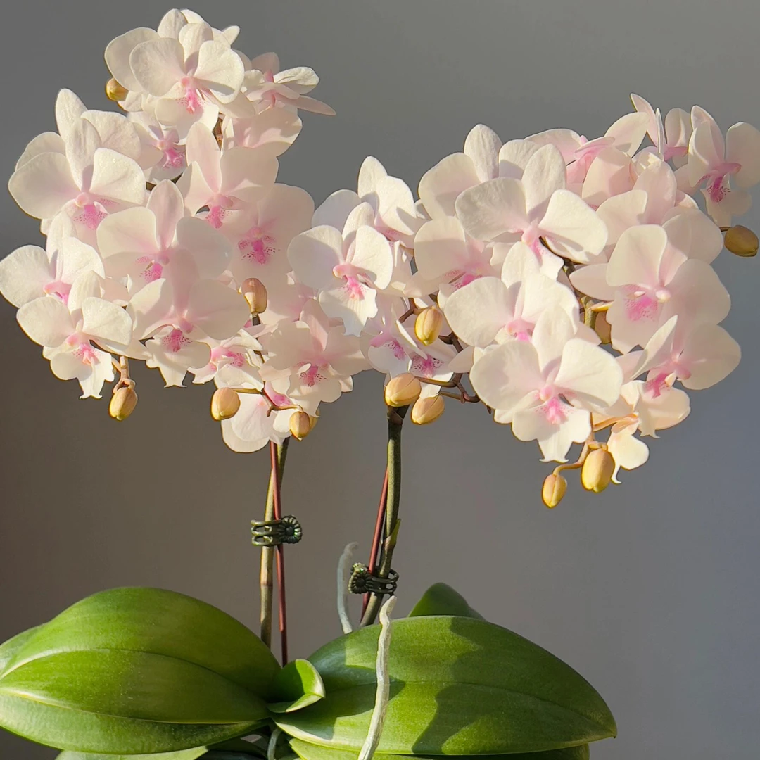 名贵品种2个花剑  【艾莎公主】花期5-6个月苗壮 花剑长