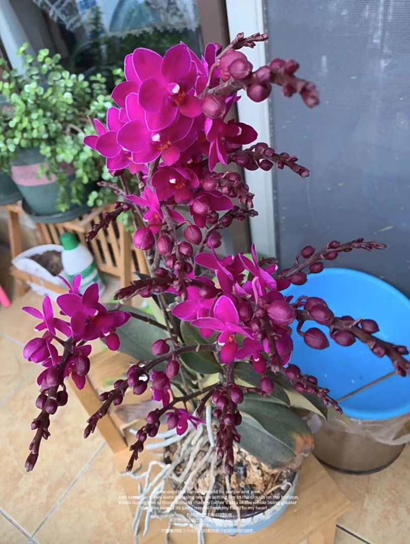 2个花剑     爆花机器 【满天红】蝴蝶兰   阳台