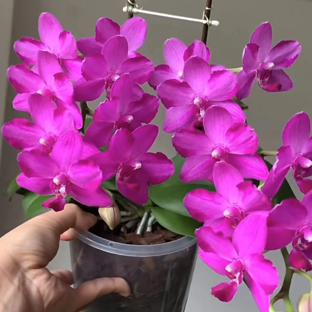 名贵品种 红水晶蝴蝶兰  带花剑