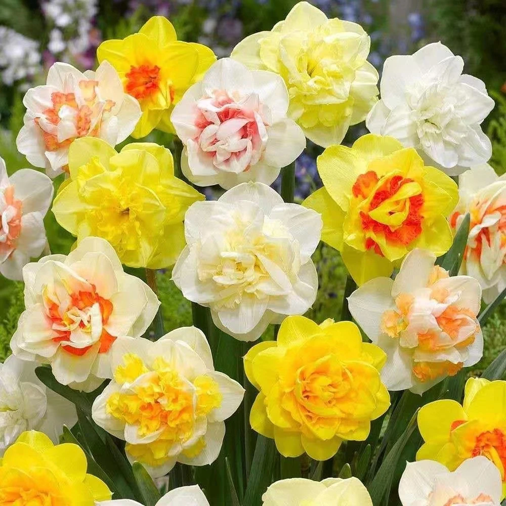 混色3球洋水仙种球 遇水就开花