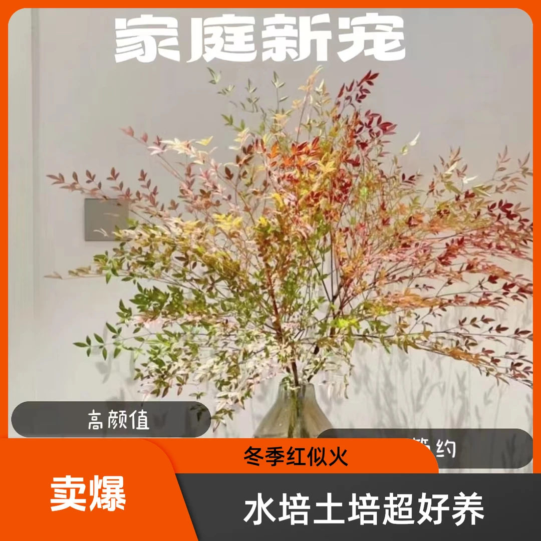 一物一拍  意境老桩造型南天竹
