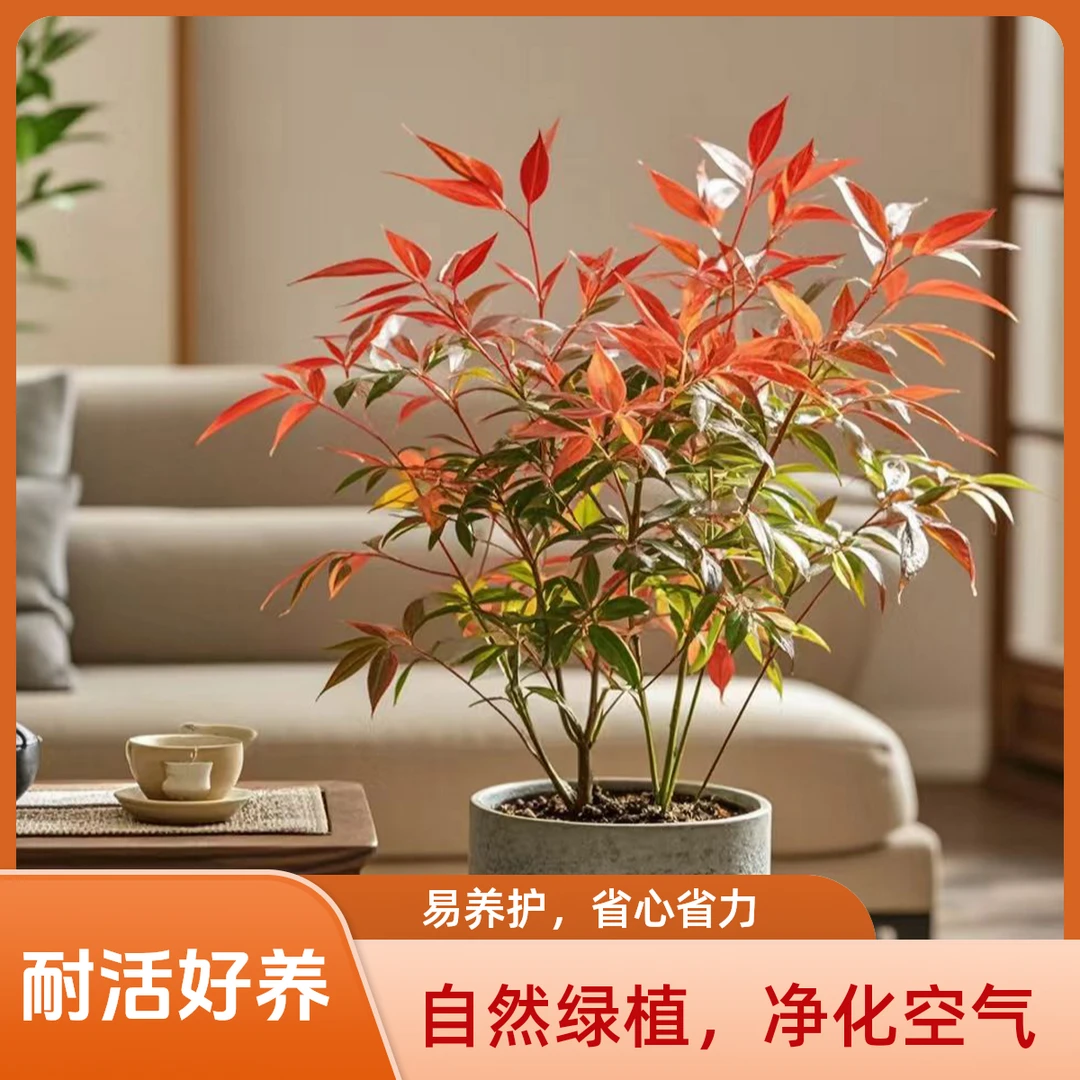 老桩精品火焰南天竹