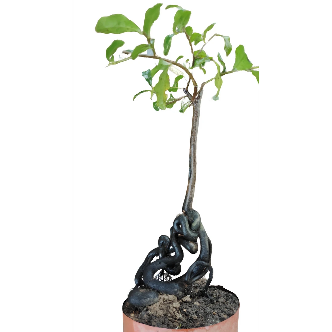 金弹子盆景素材(直播专享链接一物一拍，请勿自行下单）