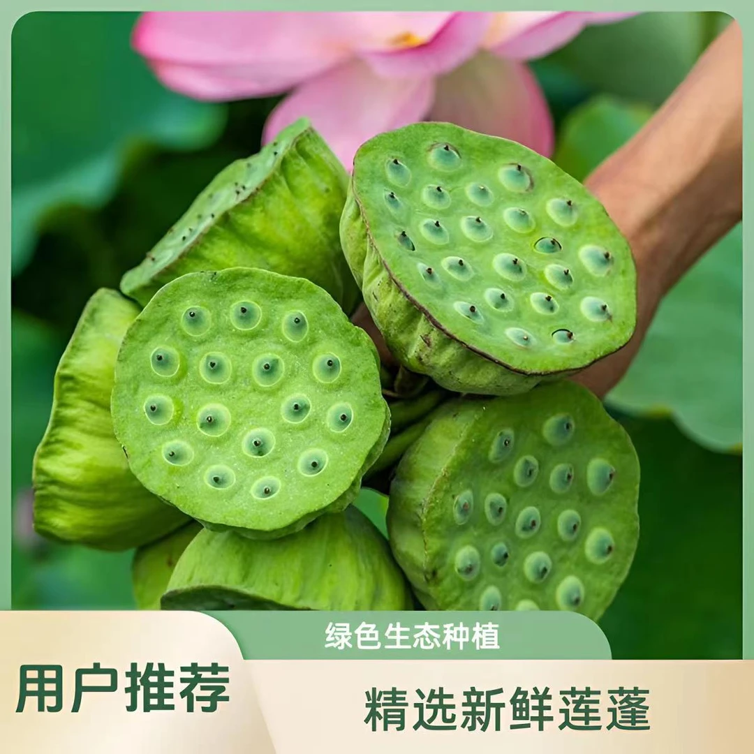 【顺丰包邮】洪湖莲蓬莲子新鲜生吃现摘现发嫩莲子水果莲