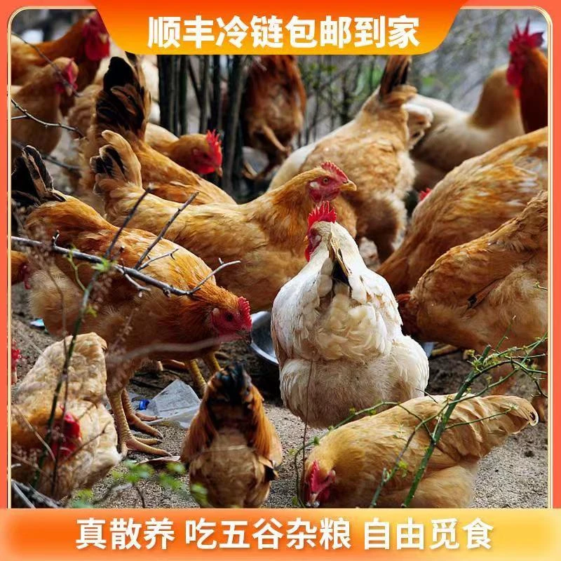【农村自养】顺丰包邮 老表家正宗散养2年老母鸡土鸡走地鸡新鲜现杀