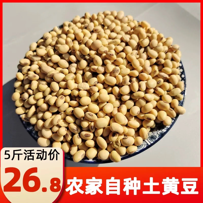 重庆椭圆形笨黄豆老品种大豆农家自种新黑脐黄豆10斤装非转基因