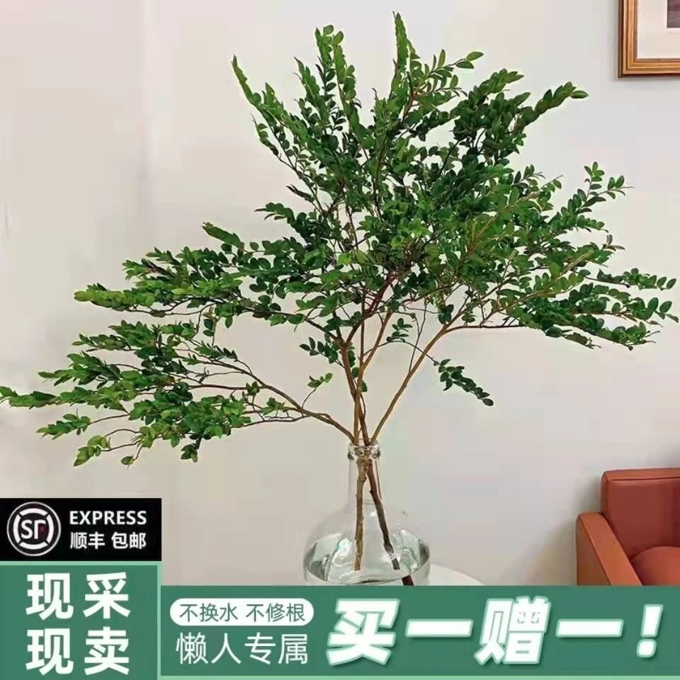 拍一发二美男树客厅摆放花好养懒人绿植办公室好物室内氛围感水培
