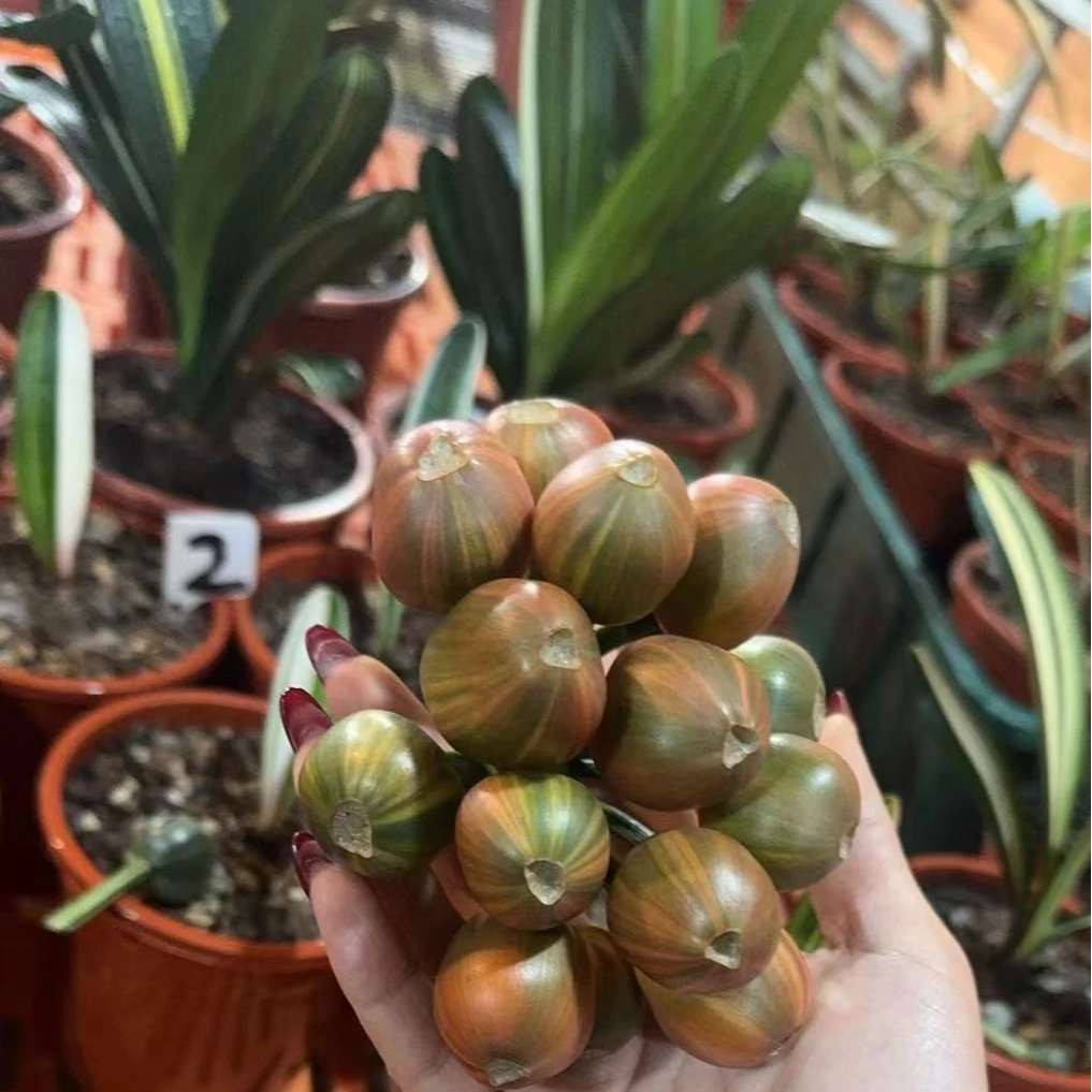 长春仙草精品君子兰果子