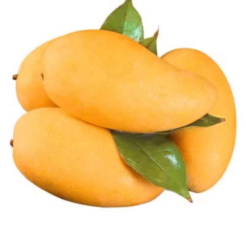 【放软食用】黄皮金煌芒西双版纳带箱3.5斤单果200g起新鲜多汁芒果