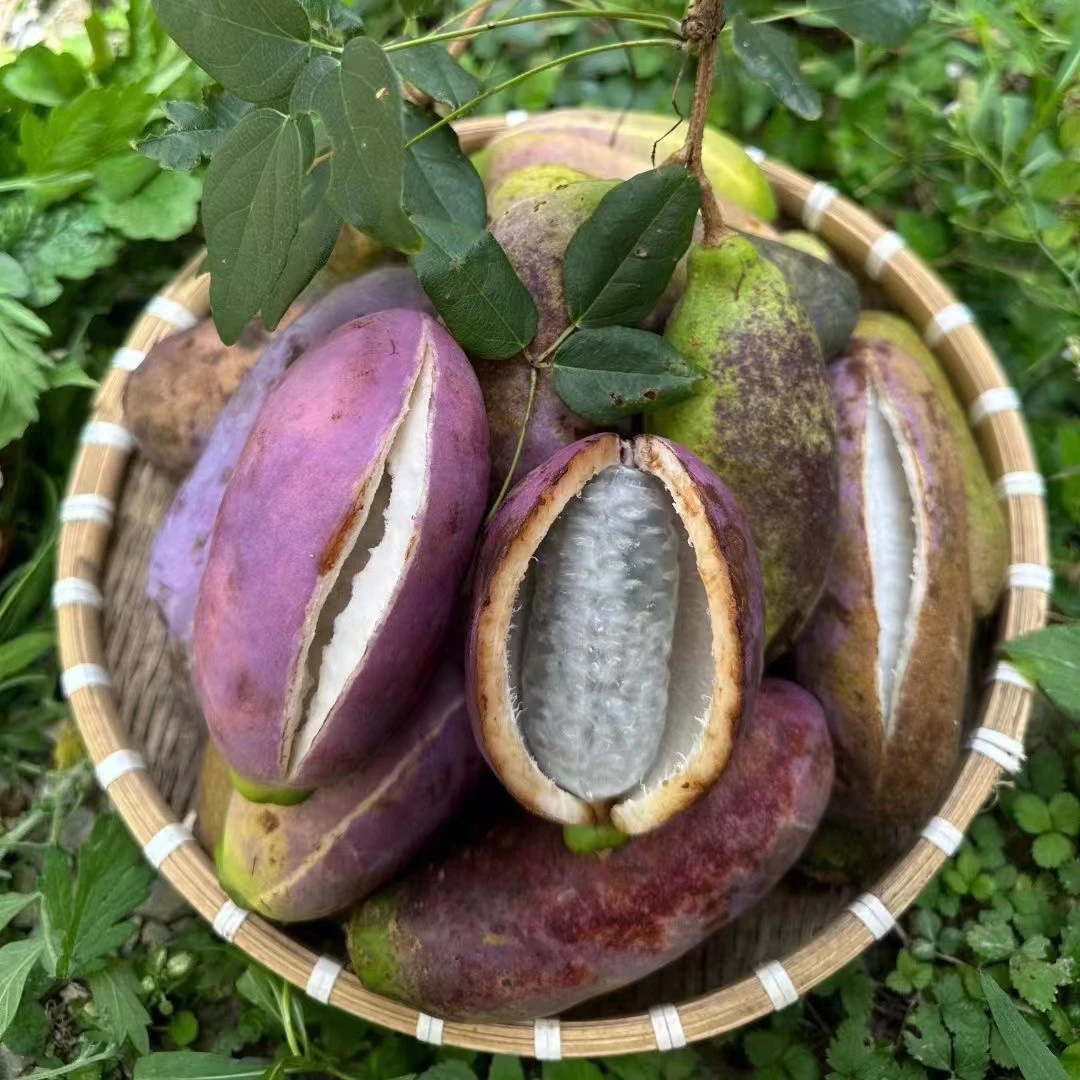 顺丰包邮  野生八月瓜八月炸