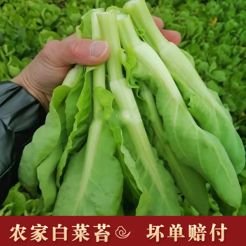 湘西白菜苔农家高山露天自种植新鲜菜心菜尖苔心菜小白菜苔蔬菜