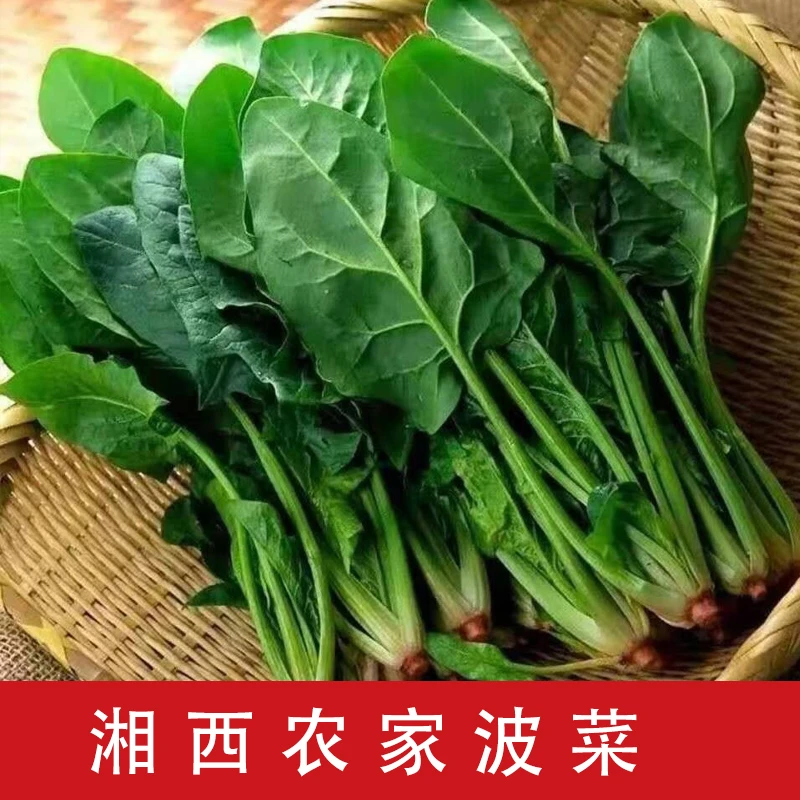 湘西菠菜现挖现发农家露天红头菠菜新鲜菠菜时令青菜当季霜冻蔬菜