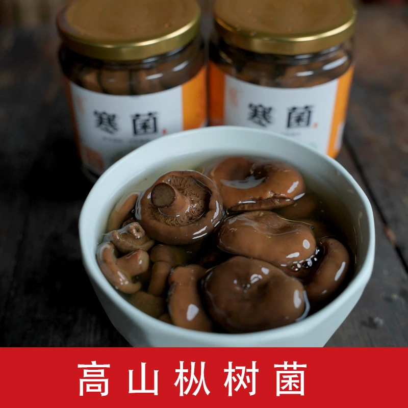 高山乌枞菌枞树菇鲜枞树菌三九菇菌子松菇松乳菇枞菌