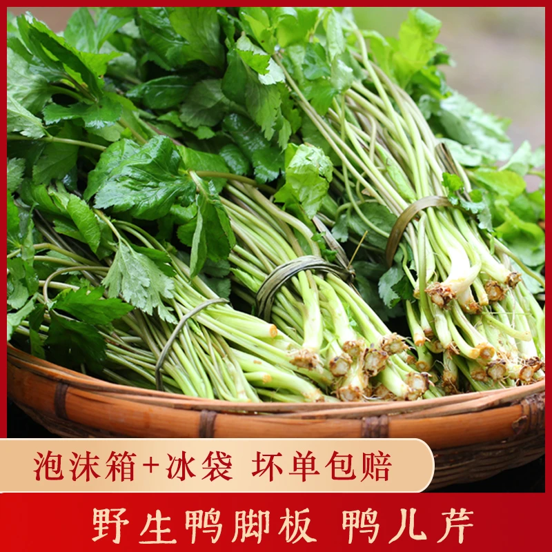 湘西新鲜现摘野生鸭脚木鸭脚板鹅掌当季时令野菜蔬菜