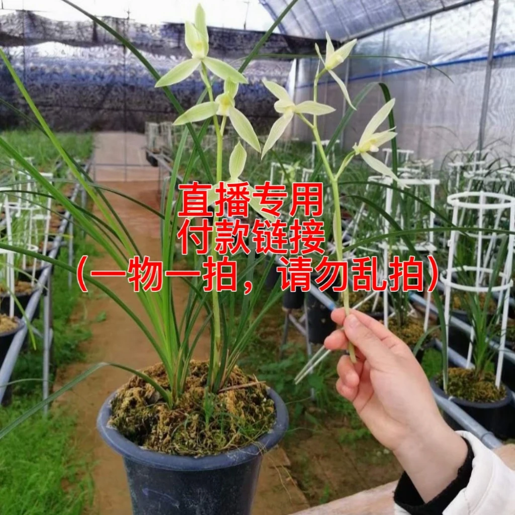 直播现场兰花链接