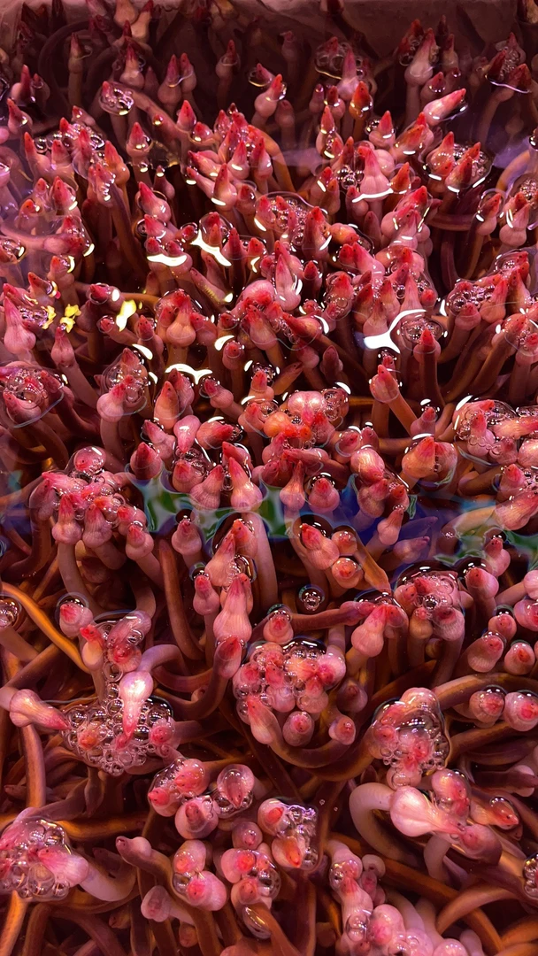 总米全鱼套餐3 省内包邮