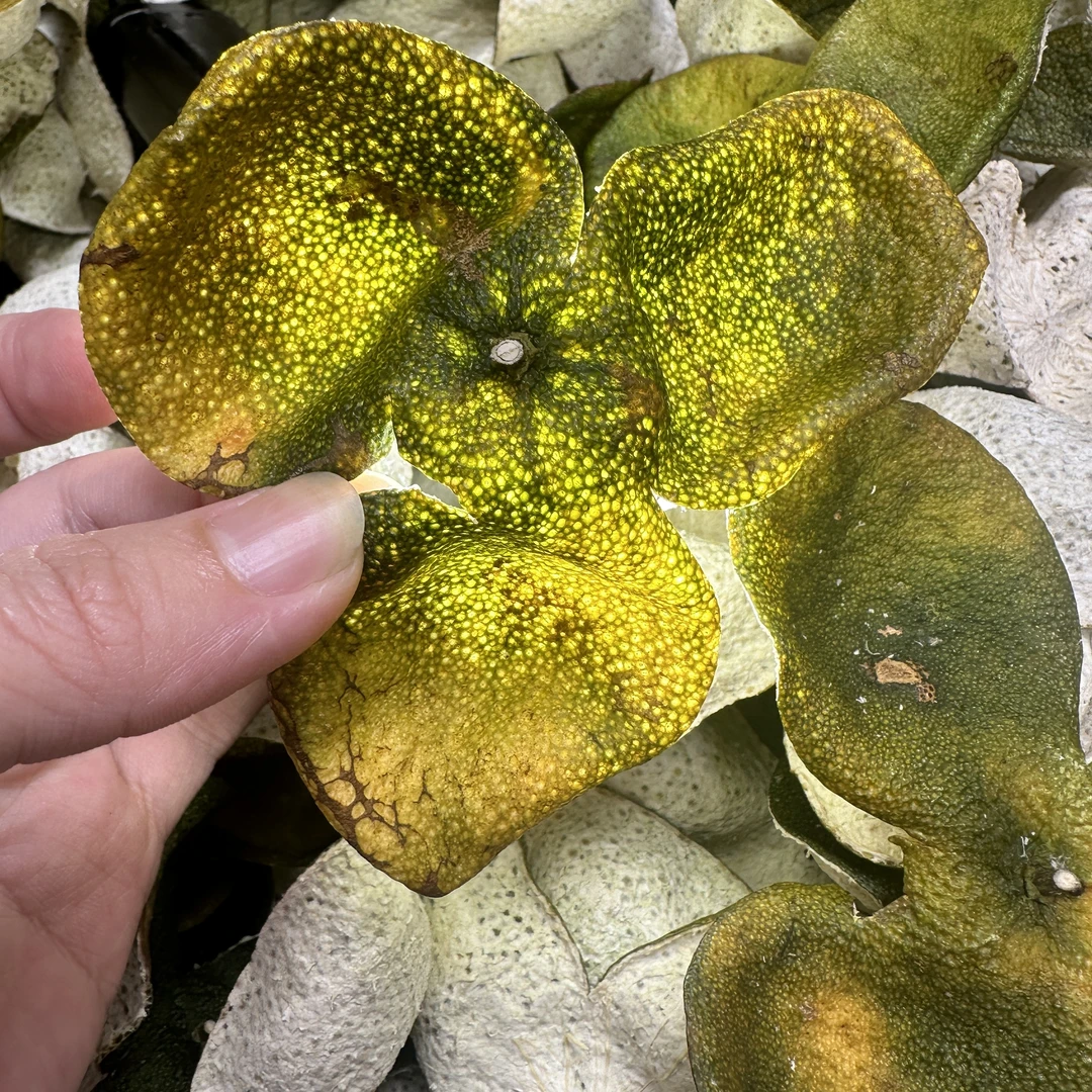 【临时链接放漏】2024年正宗东甲核心一线产区老树二红皮口感甘醇