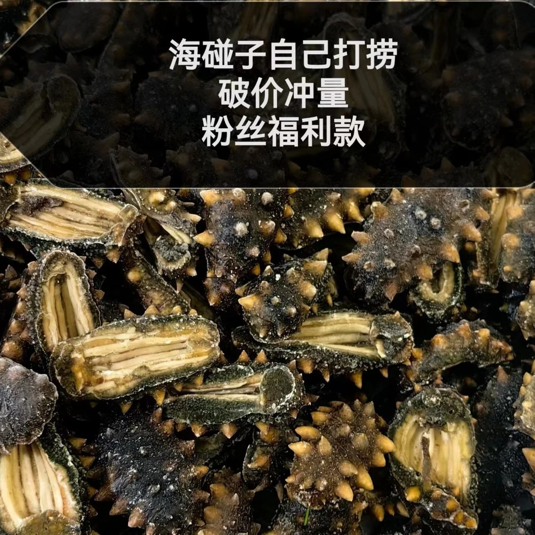 特价大连野生原生态鲜食优质海参买三斤赠1根即食辽参老少皆宜