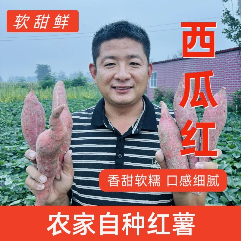 皖北蒙城西瓜红蜜薯5斤装新鲜农产品红薯蜜薯软糯香甜地瓜番薯