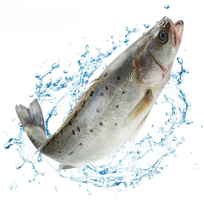 鲜活 海鲈鱼 约600g/只鲈