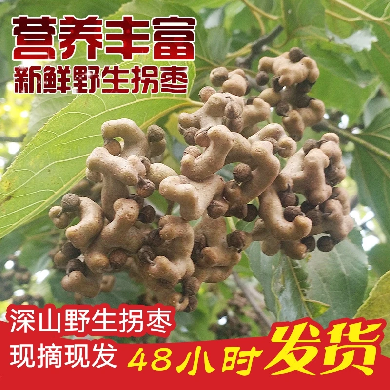 野生拐枣秦岭新鲜生吃泡酒当季水果泡茶水万寿果鸡爪梨干生态