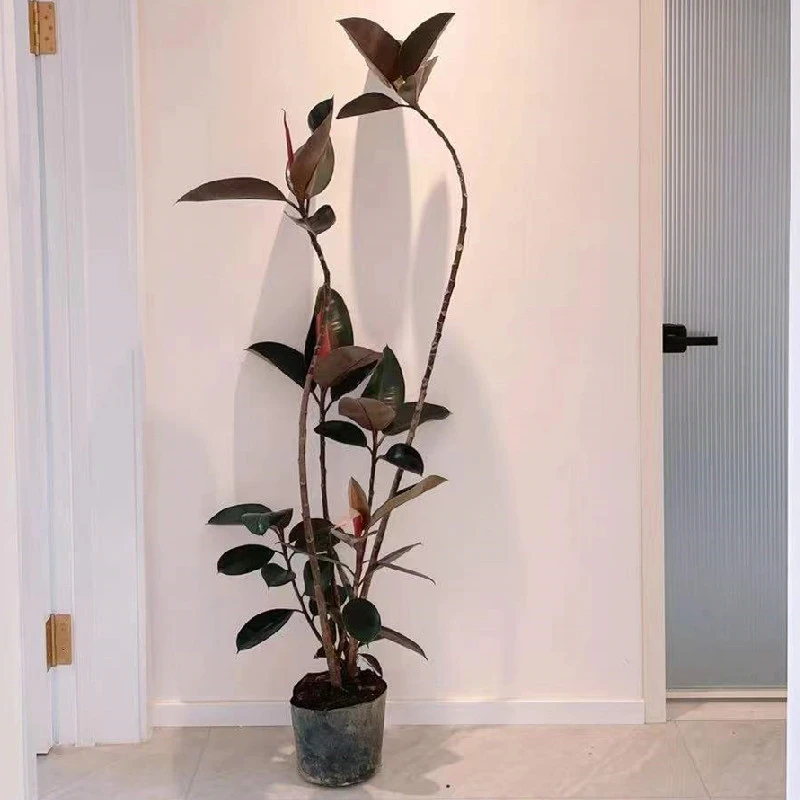 1.4-1.6造型黑金刚橡皮树客厅大盆栽大型绿植室内植物日式风格