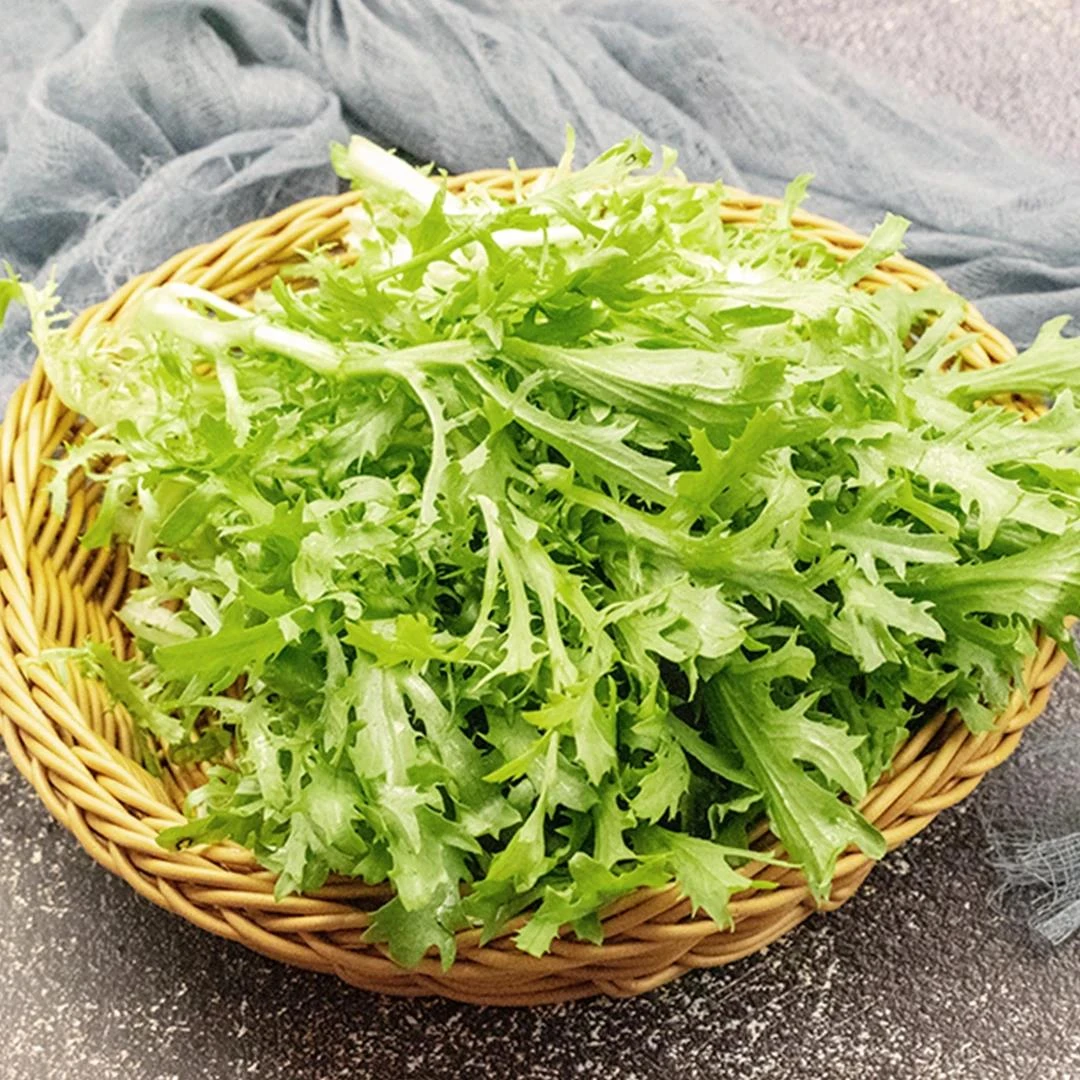 【满件包邮】苦菊新鲜蔬菜沙拉苦细叶生菜狗牙菜苦苣