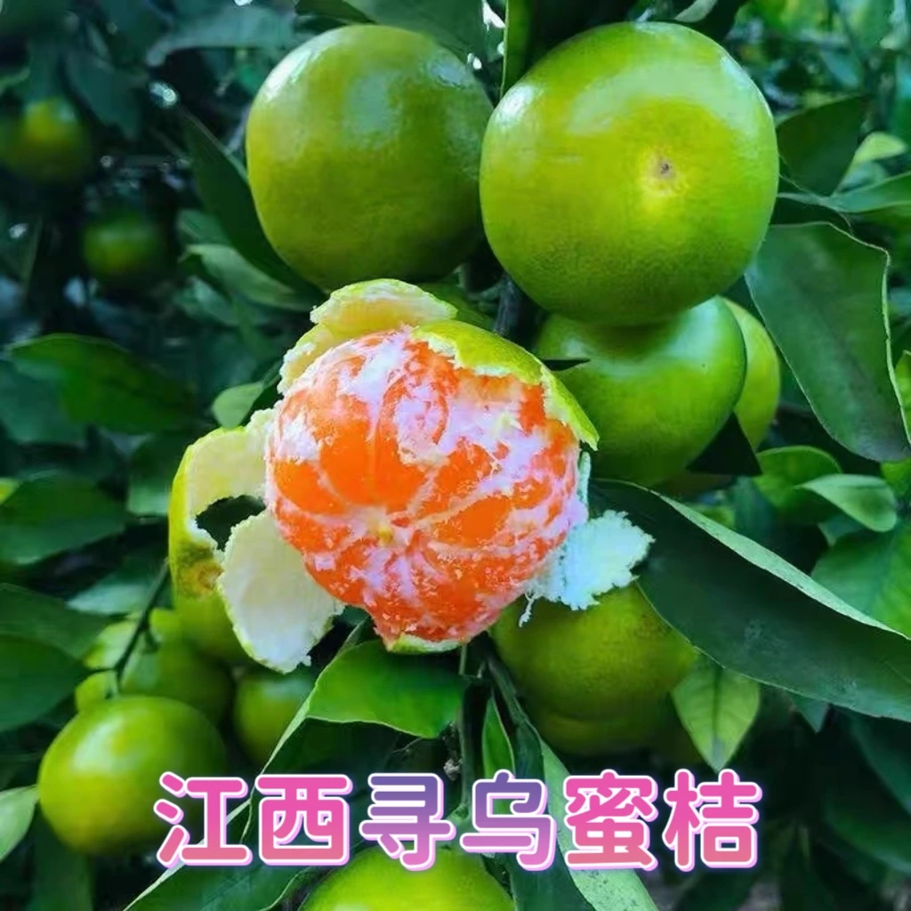 江西寻乌蜜桔精品果3/5斤酸甜孕妇水果新鲜无籽早熟蜜橘赣南特产