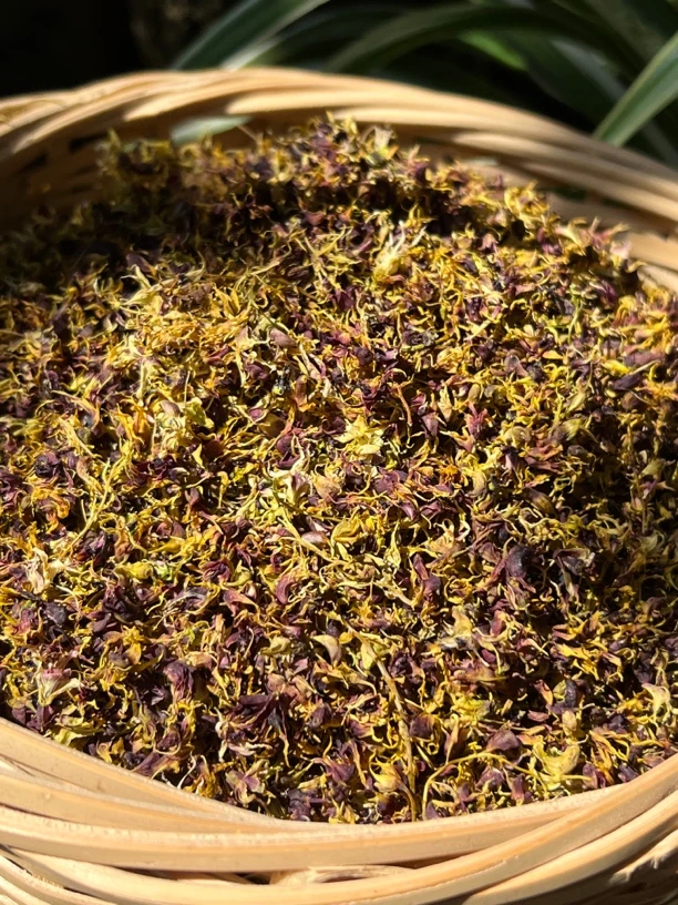 大山深处 珍虫石斛花