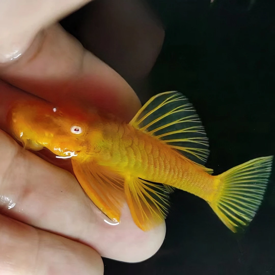 黄金胡子异形鱼清缸鱼工具鱼清理饲养