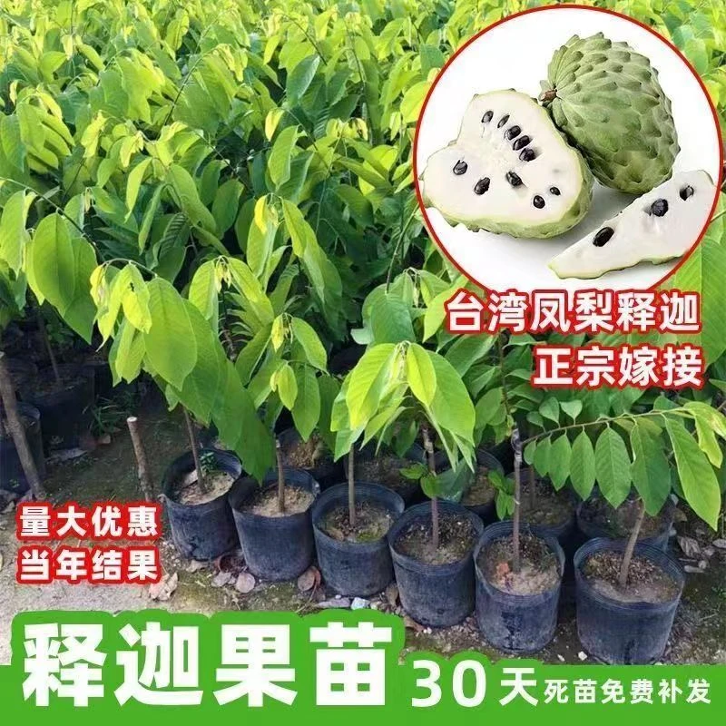 果创满番荔枝凤梨释迦果树嫁接苗摩尼果树苗释迦果树苗带土带叶